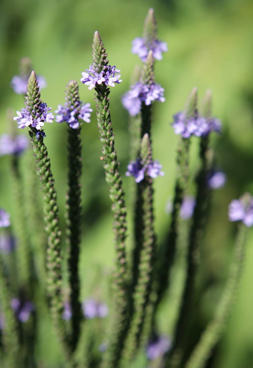 Photo of Blue Vervain