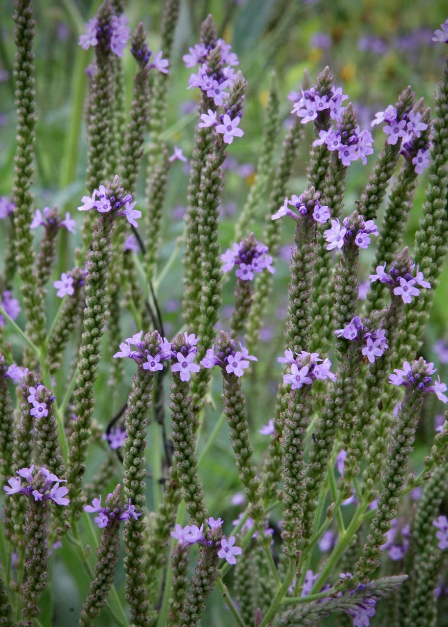 Photo of Blue Vervain