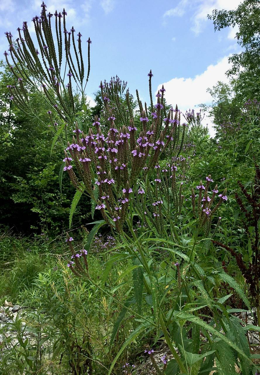 Photo of Blue Vervain