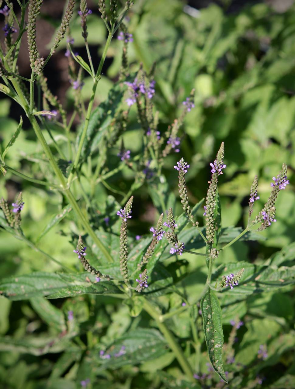 Photo of Blue Vervain