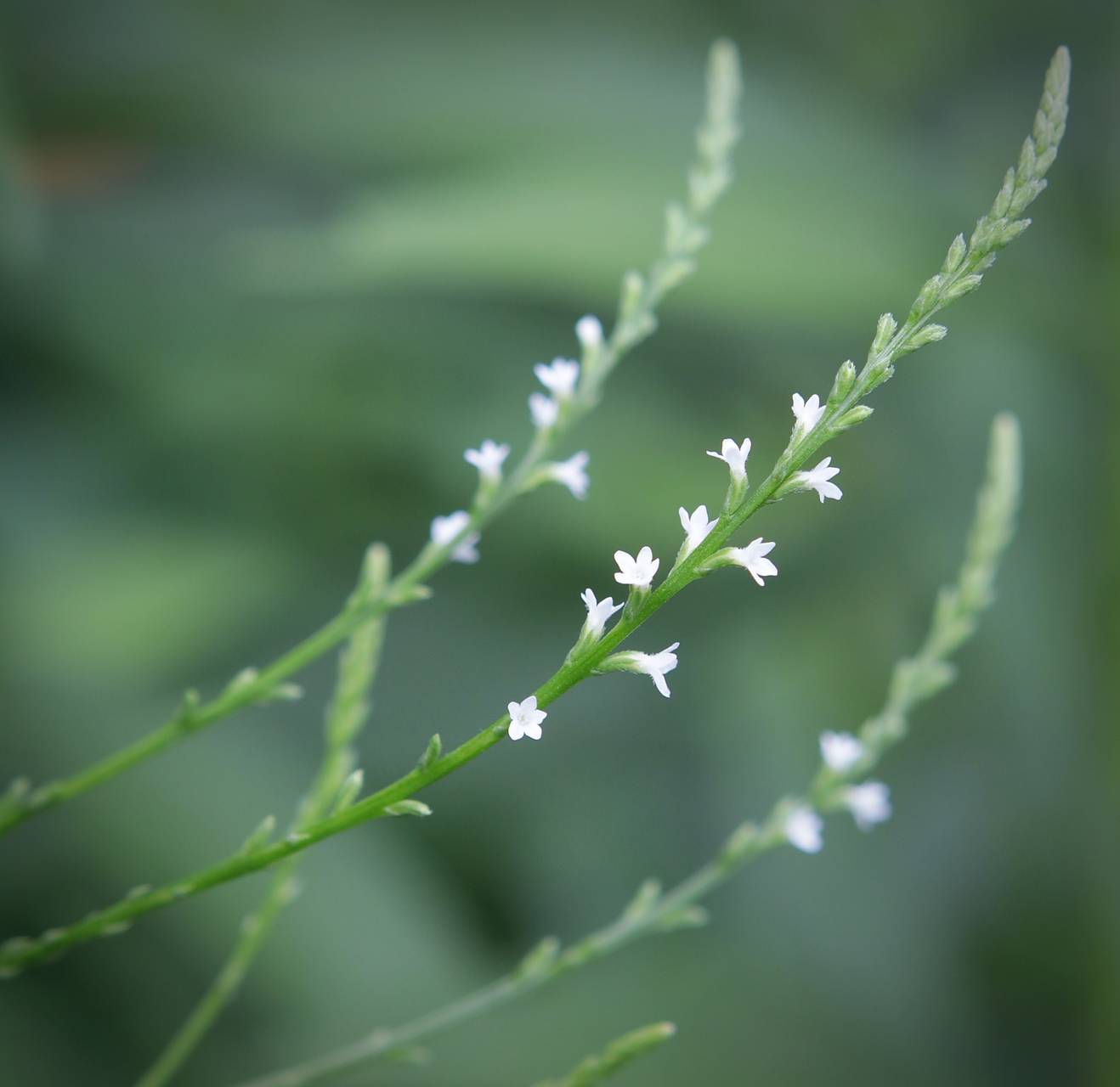 Photo of White Vervain