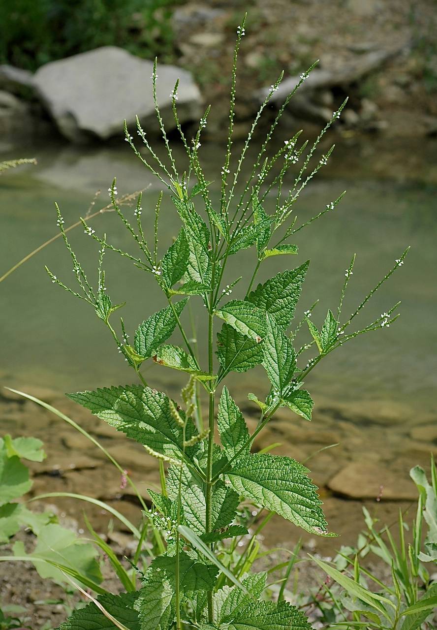 Photo of White Vervain