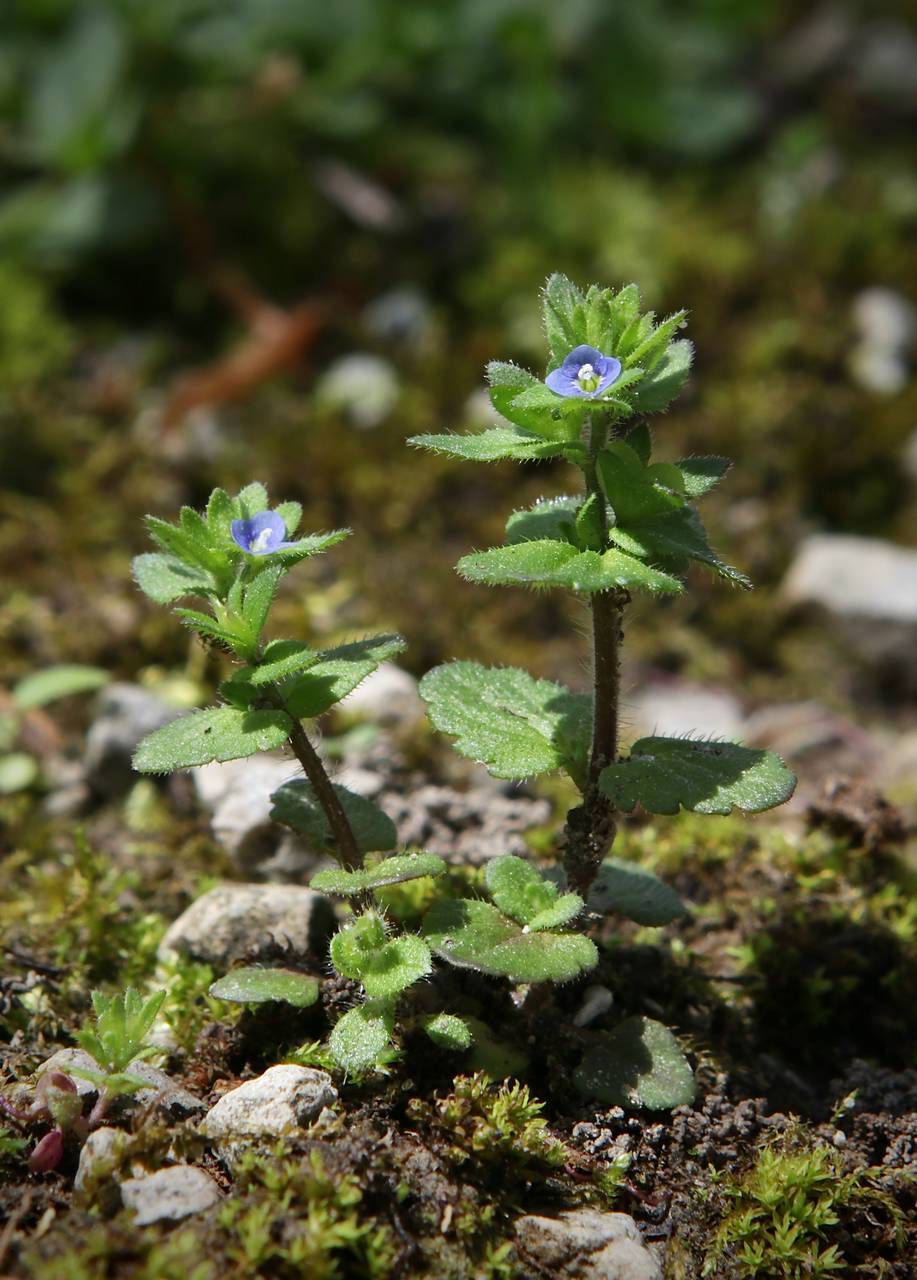 Photo of Corn Speedwell
