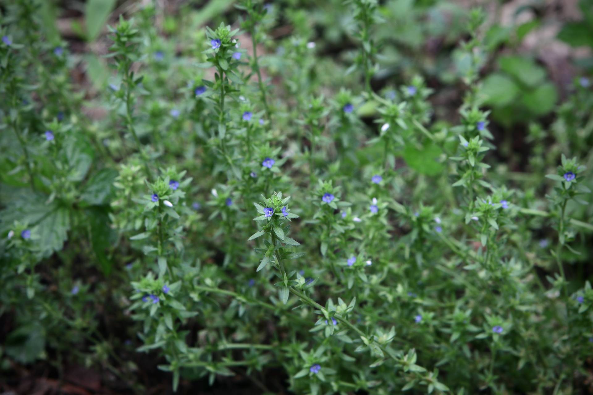 Photo of Corn Speedwell