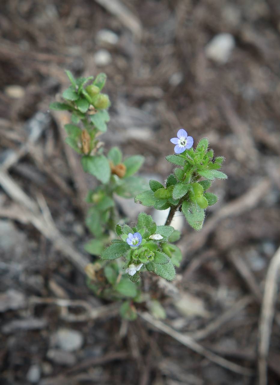 Photo of Corn Speedwell