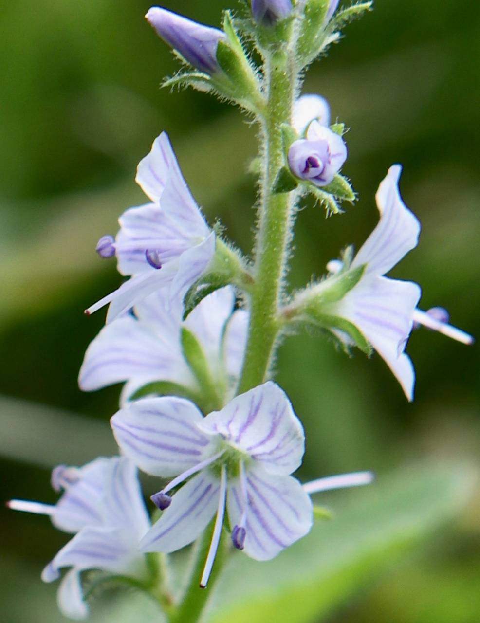Photo of Common Speedwell