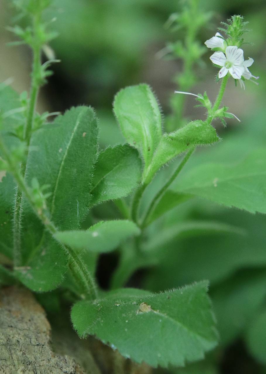 Photo of Common Speedwell