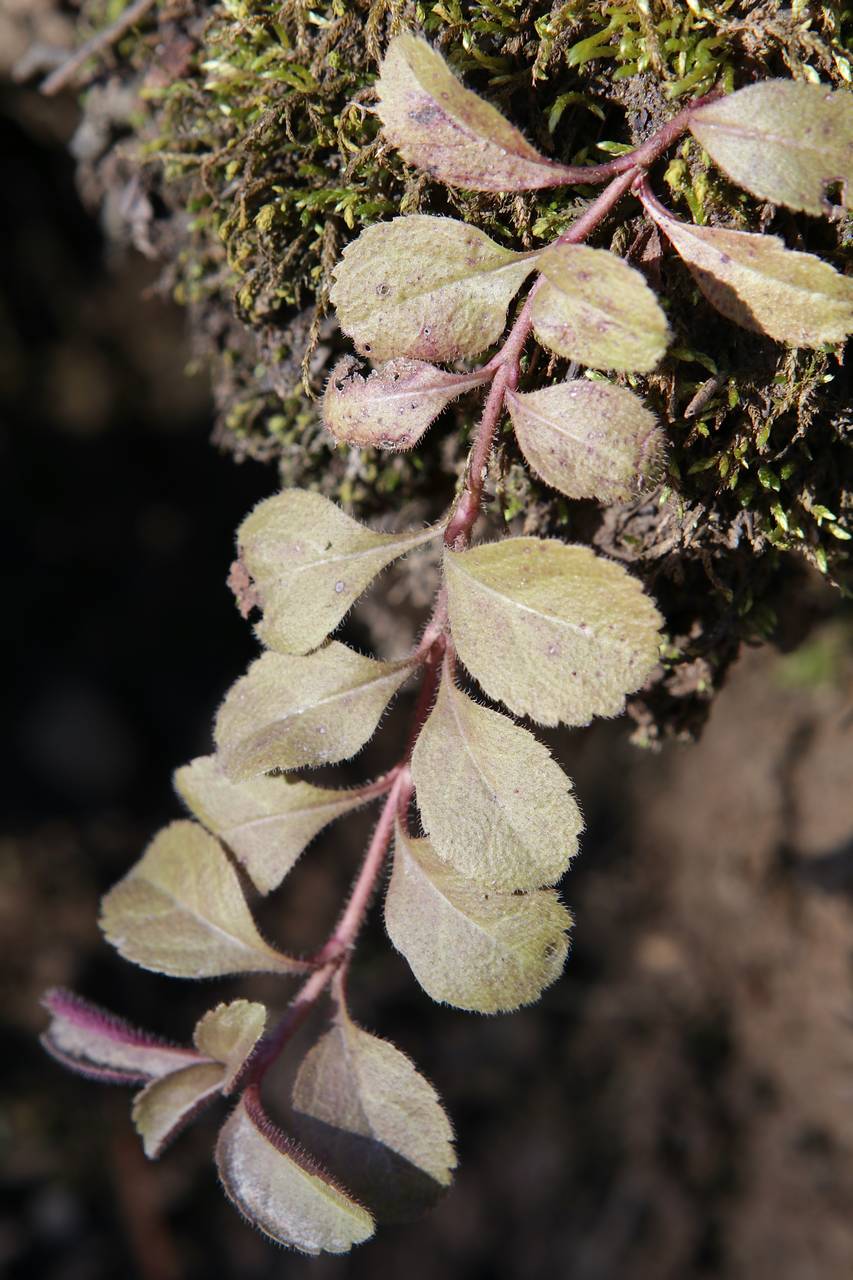 Photo of Common Speedwell
