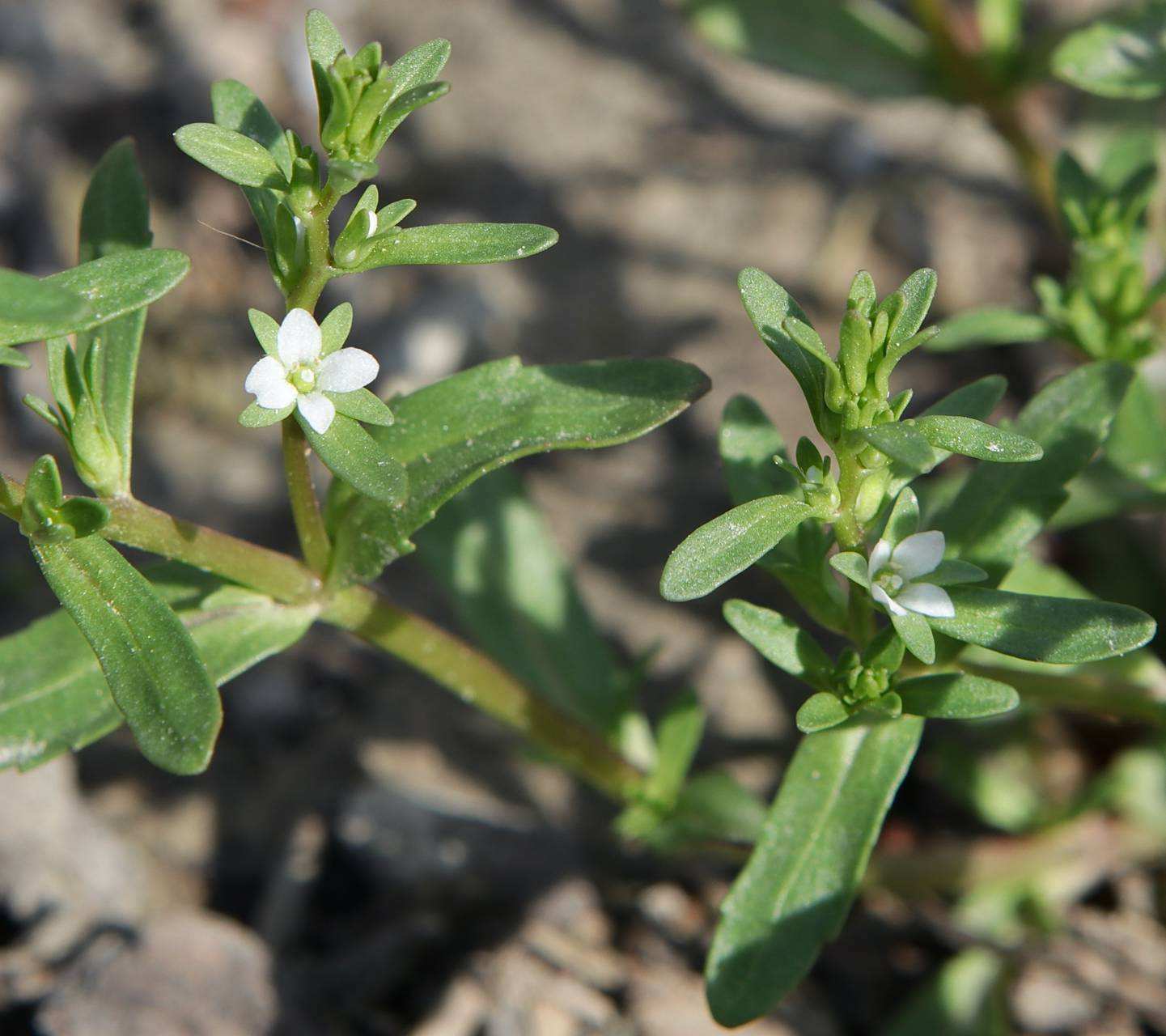 Photo of Purslane Speedwell
