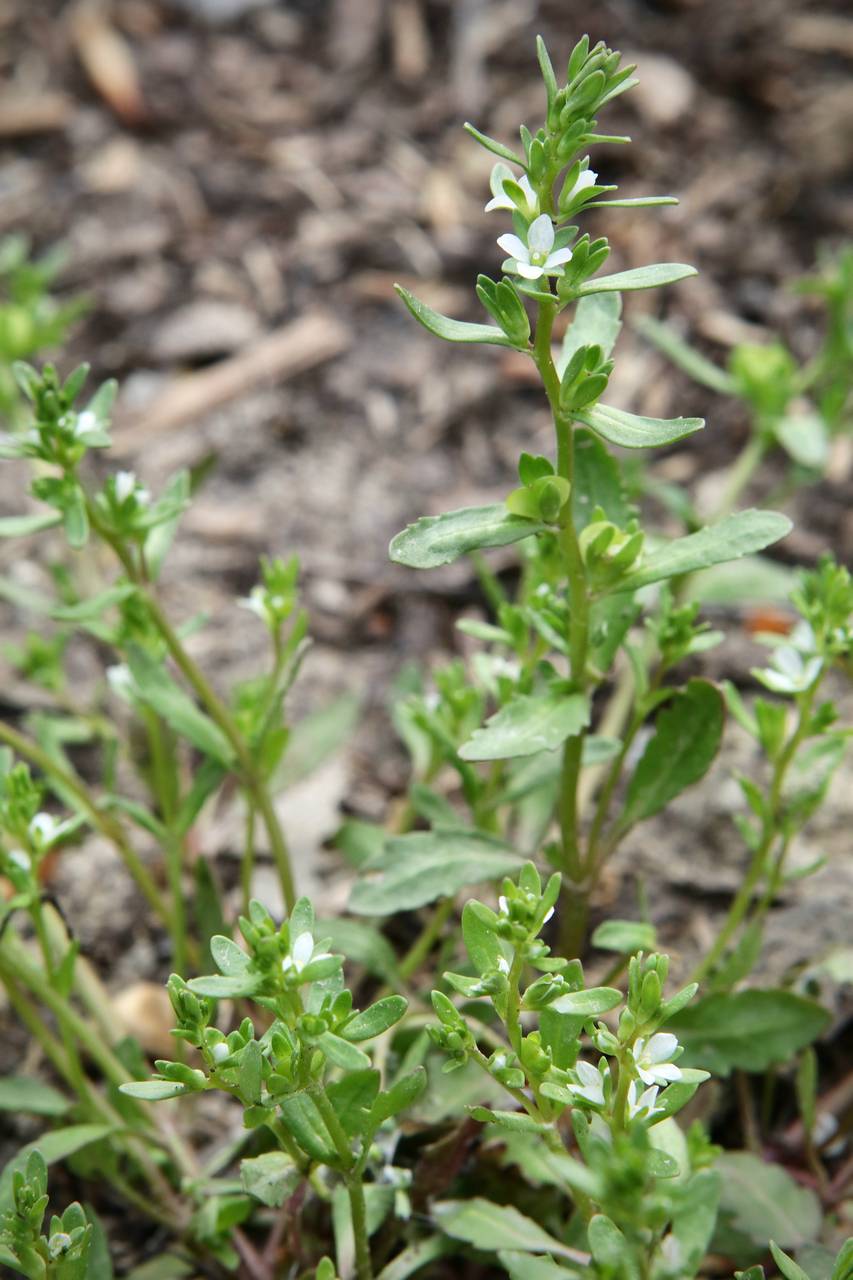 Photo of Purslane Speedwell