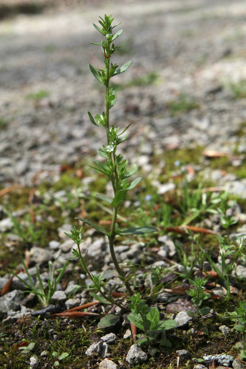Photo of Purslane Speedwell