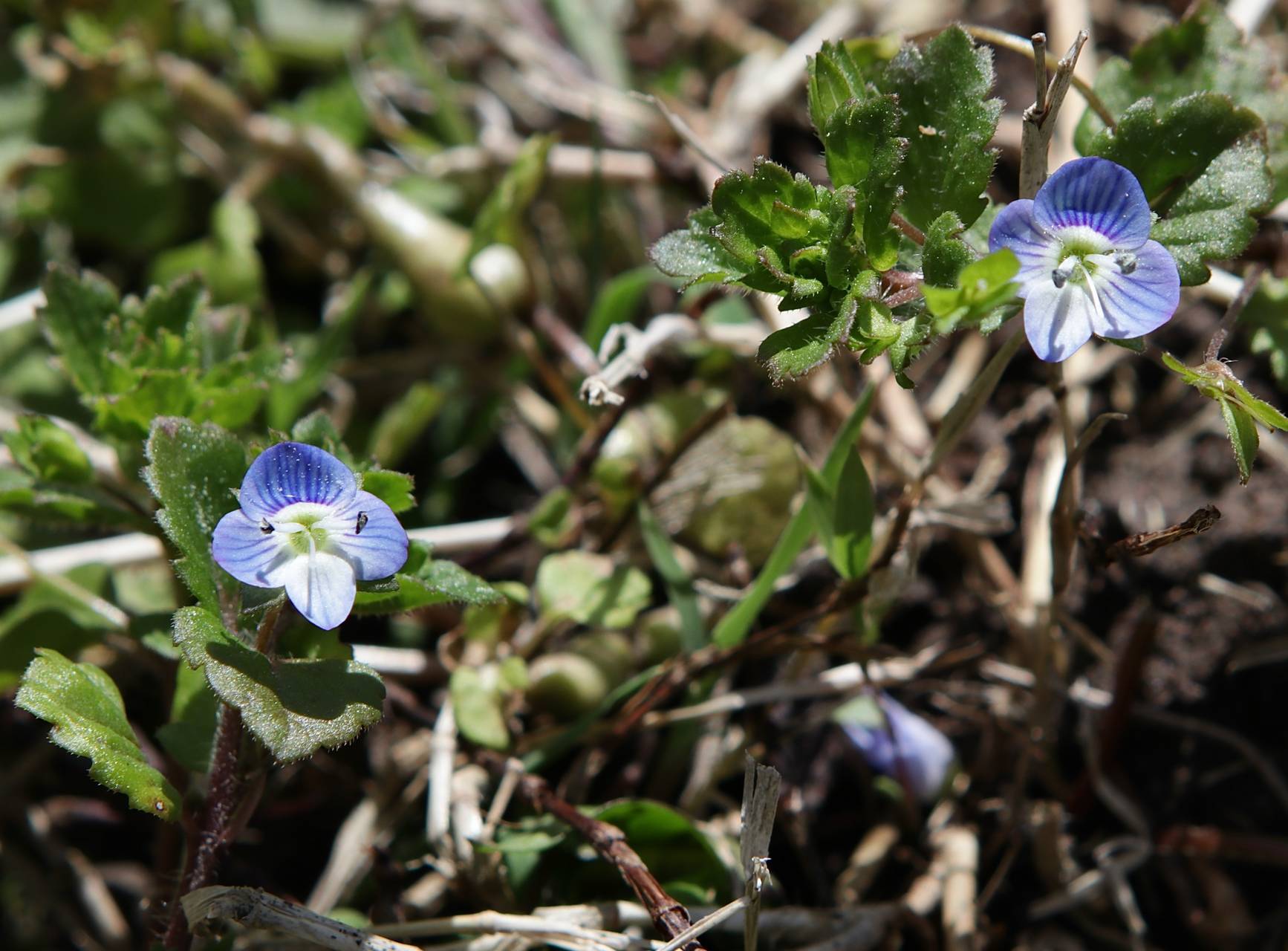 Photo of Persian Speedwell