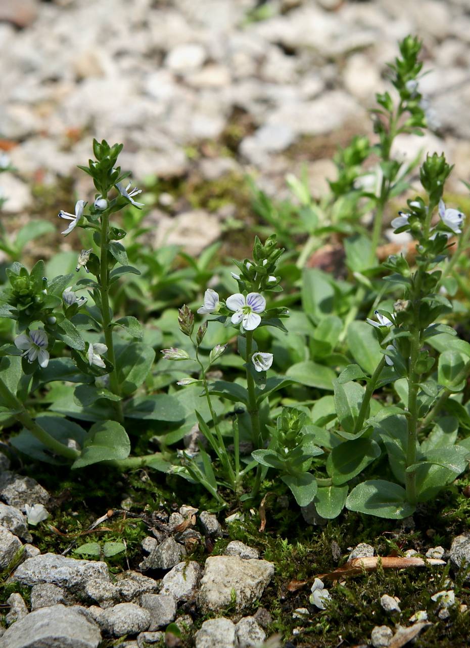 Photo of Thyme-Leaved Speedwell