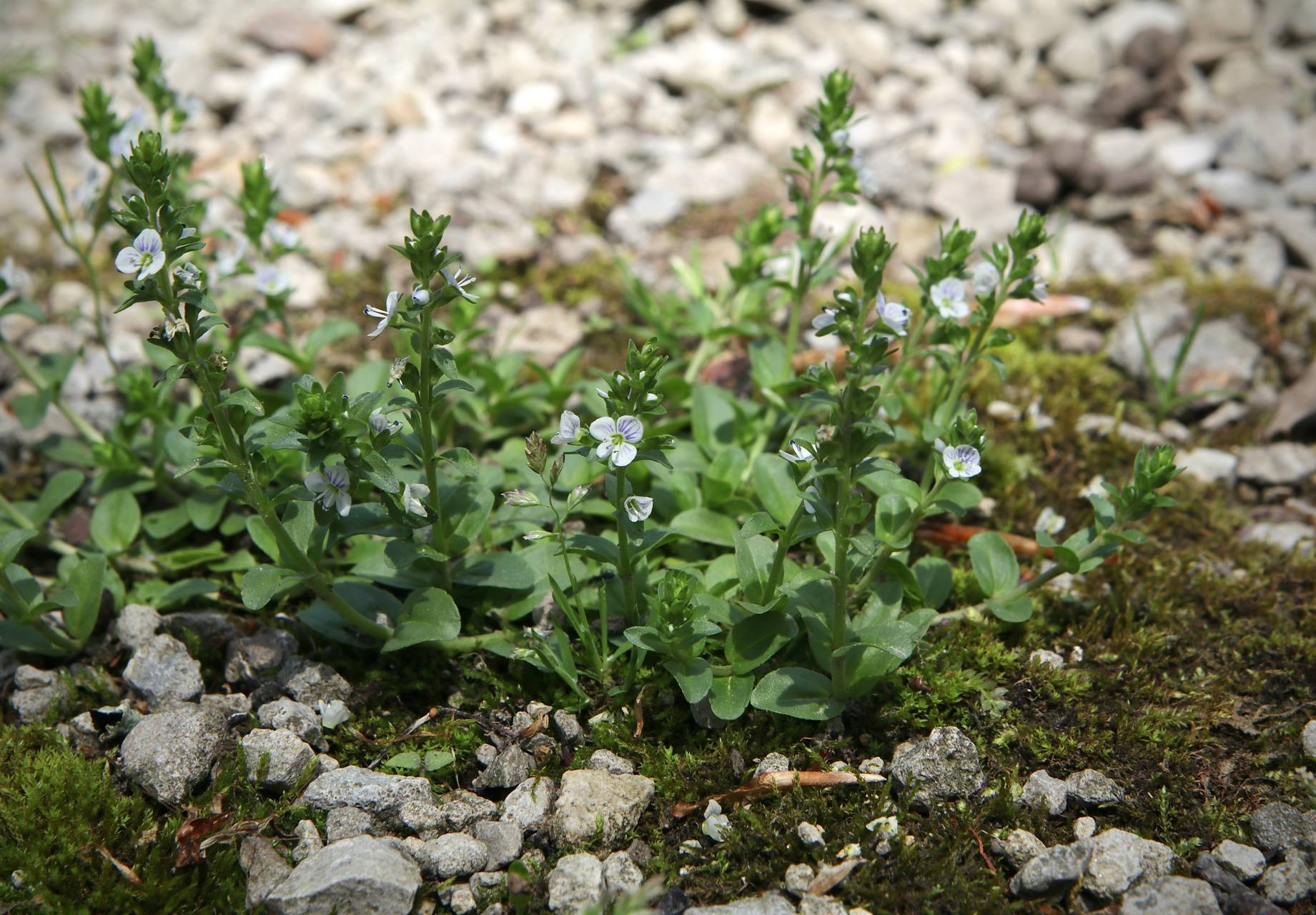 Photo of Thyme-Leaved Speedwell
