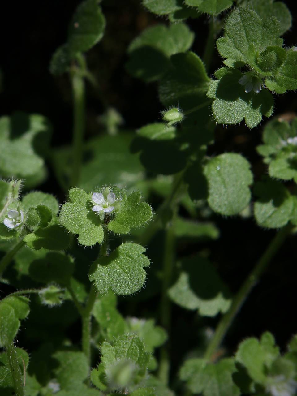 Photo of Pink Ivy-Leaved Speedwell