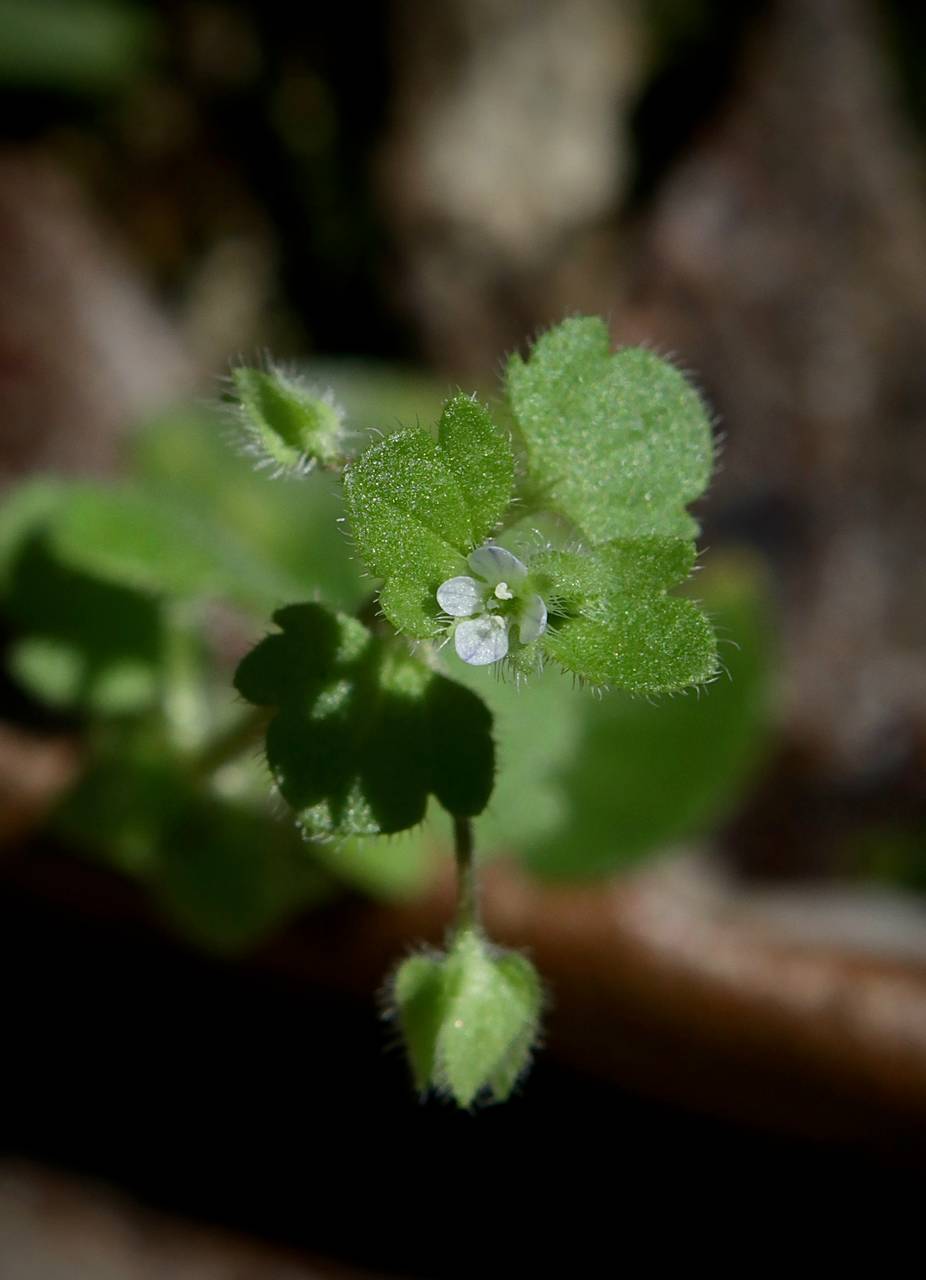 Photo of Pink Ivy-Leaved Speedwell