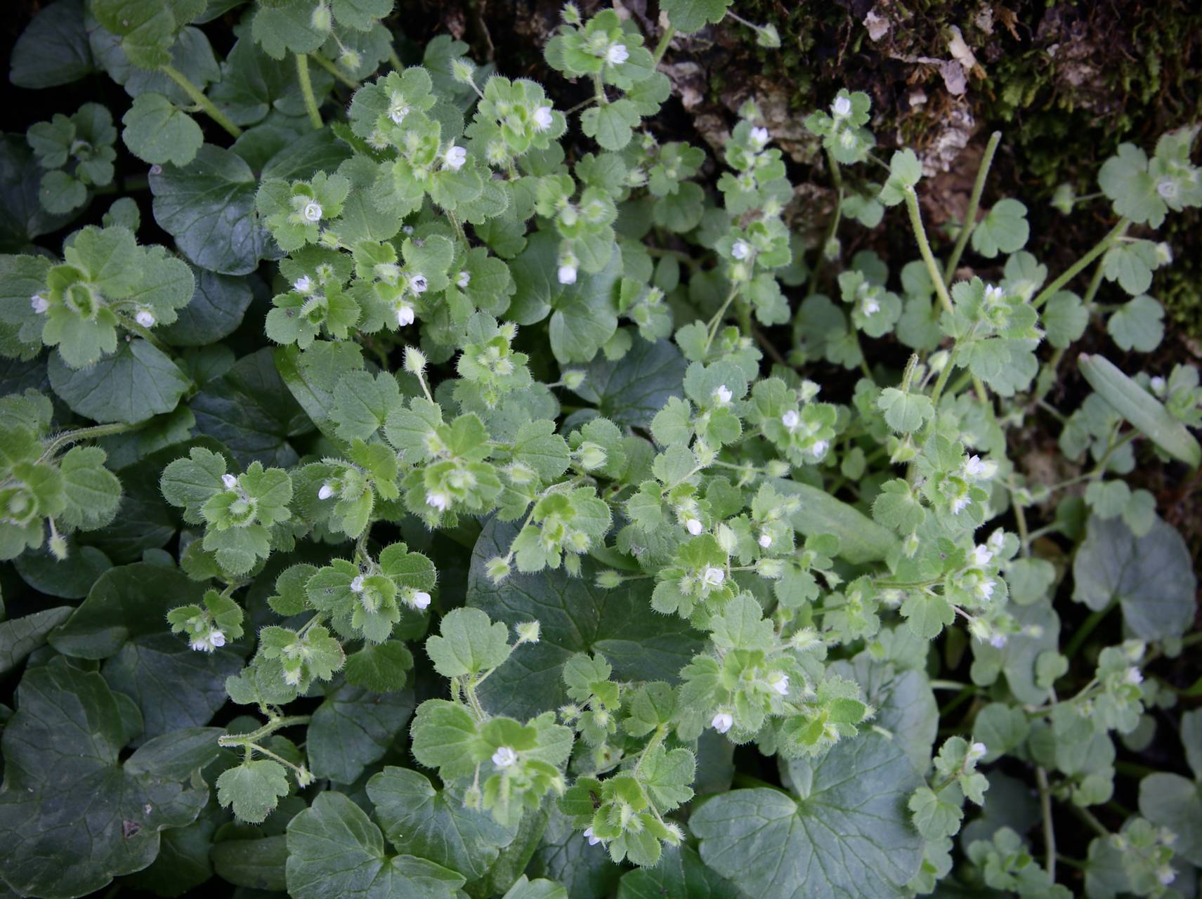 Photo of Pink Ivy-Leaved Speedwell