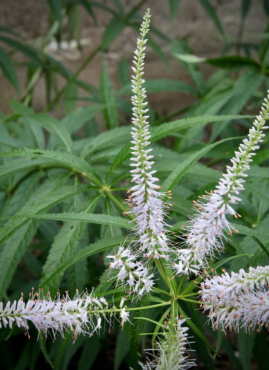 Photo of Culver's Root