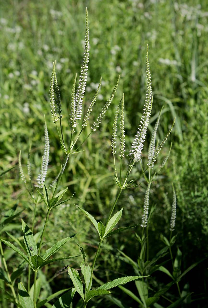 Photo of Culver's Root
