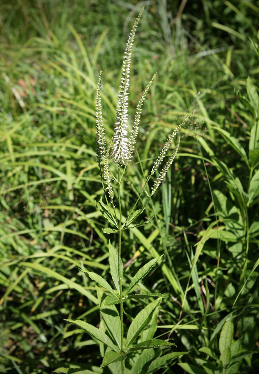 Photo of Culver's Root