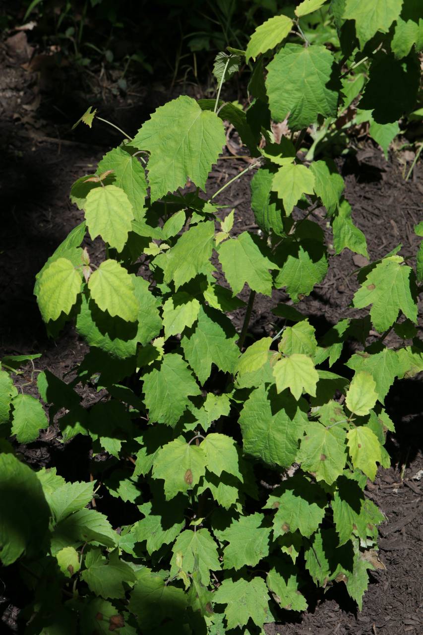 Photo of Mapleleaf Viburnum