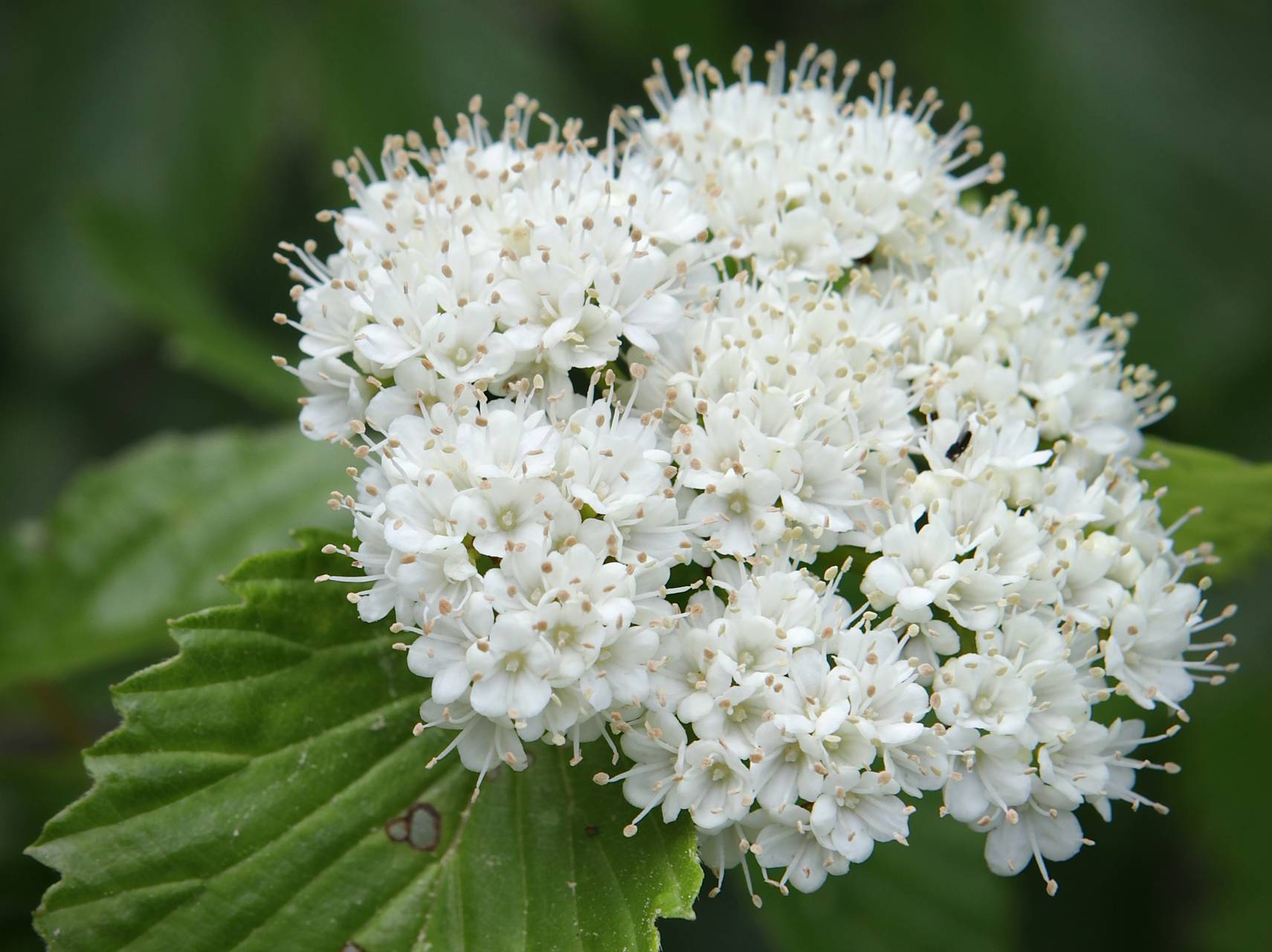 Photo of Arrowwood Viburnum