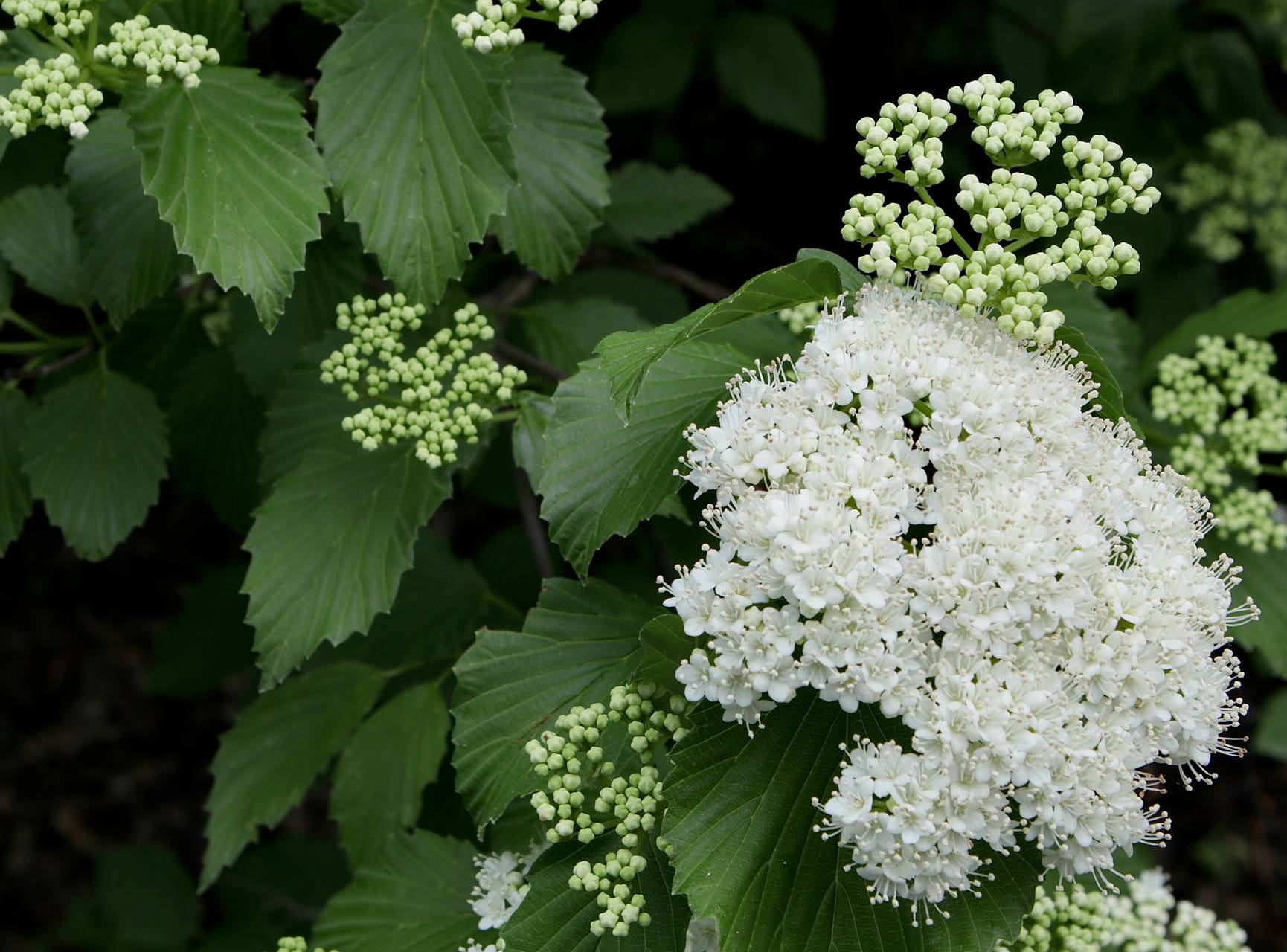 Photo of Arrowwood Viburnum