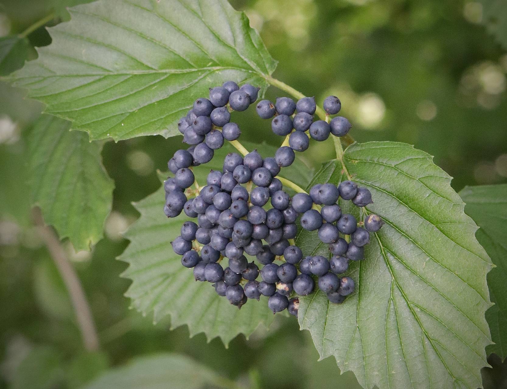 Photo of Arrowwood Viburnum