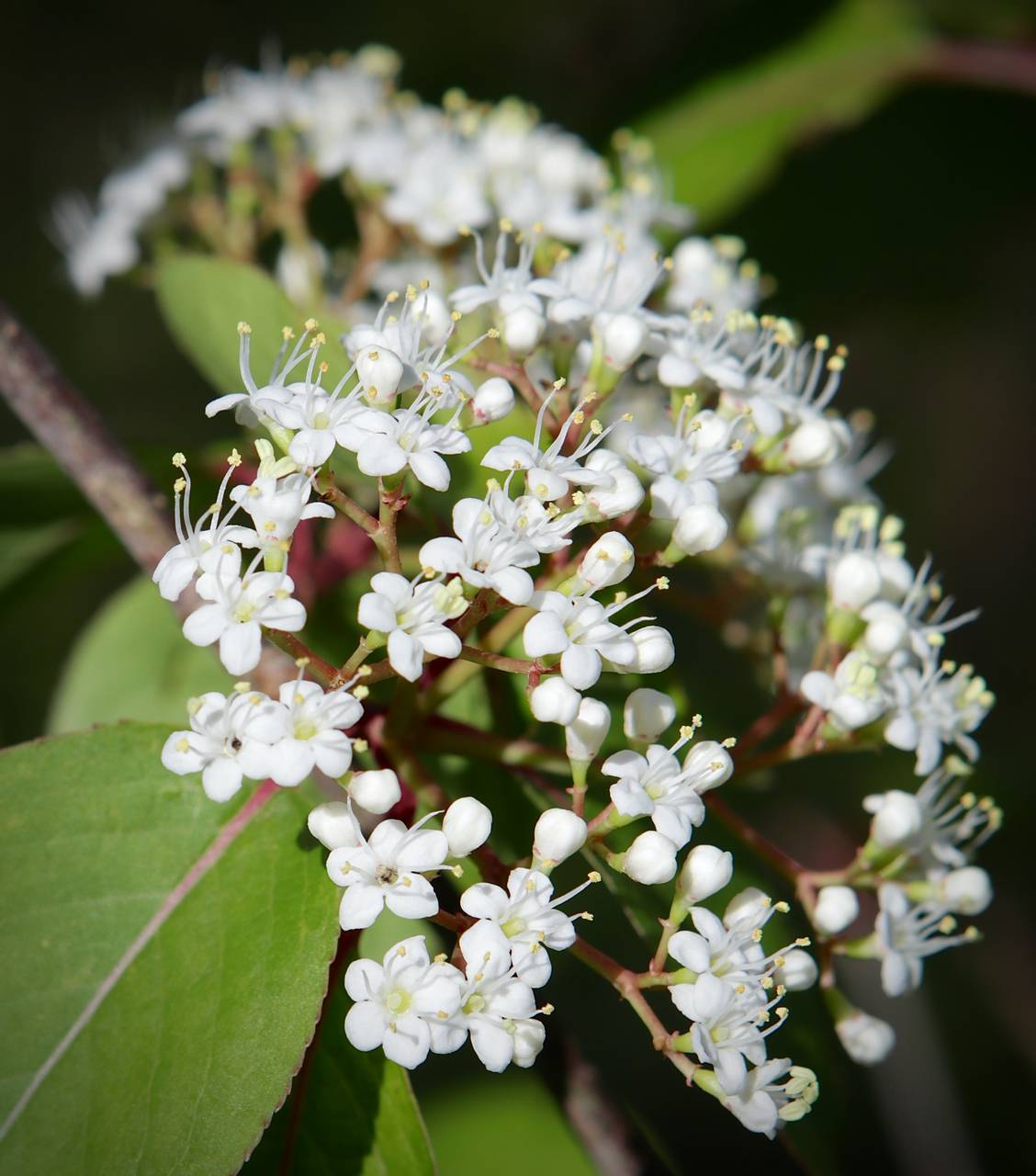 Photo of Blackhaw