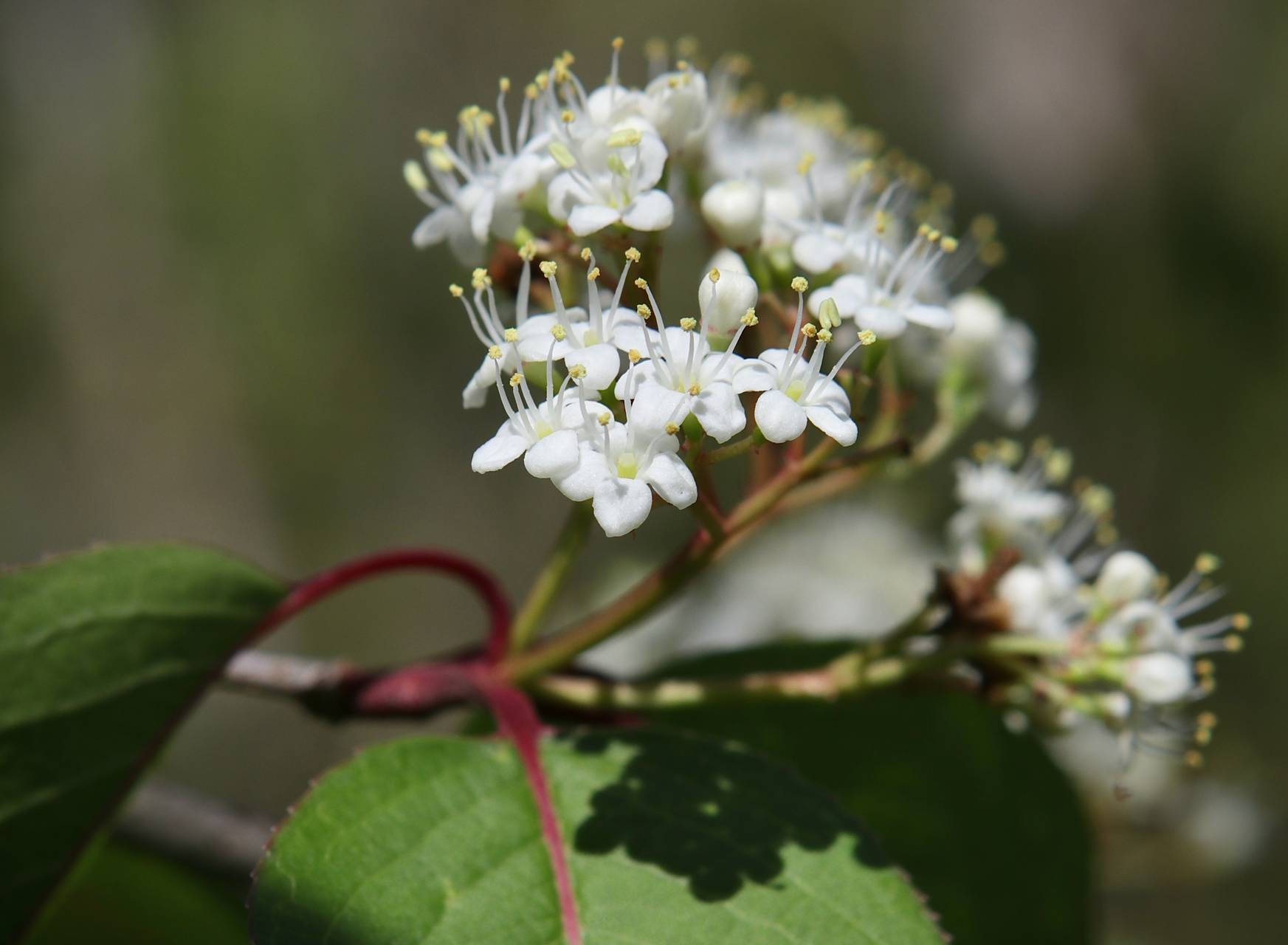 Photo of Blackhaw