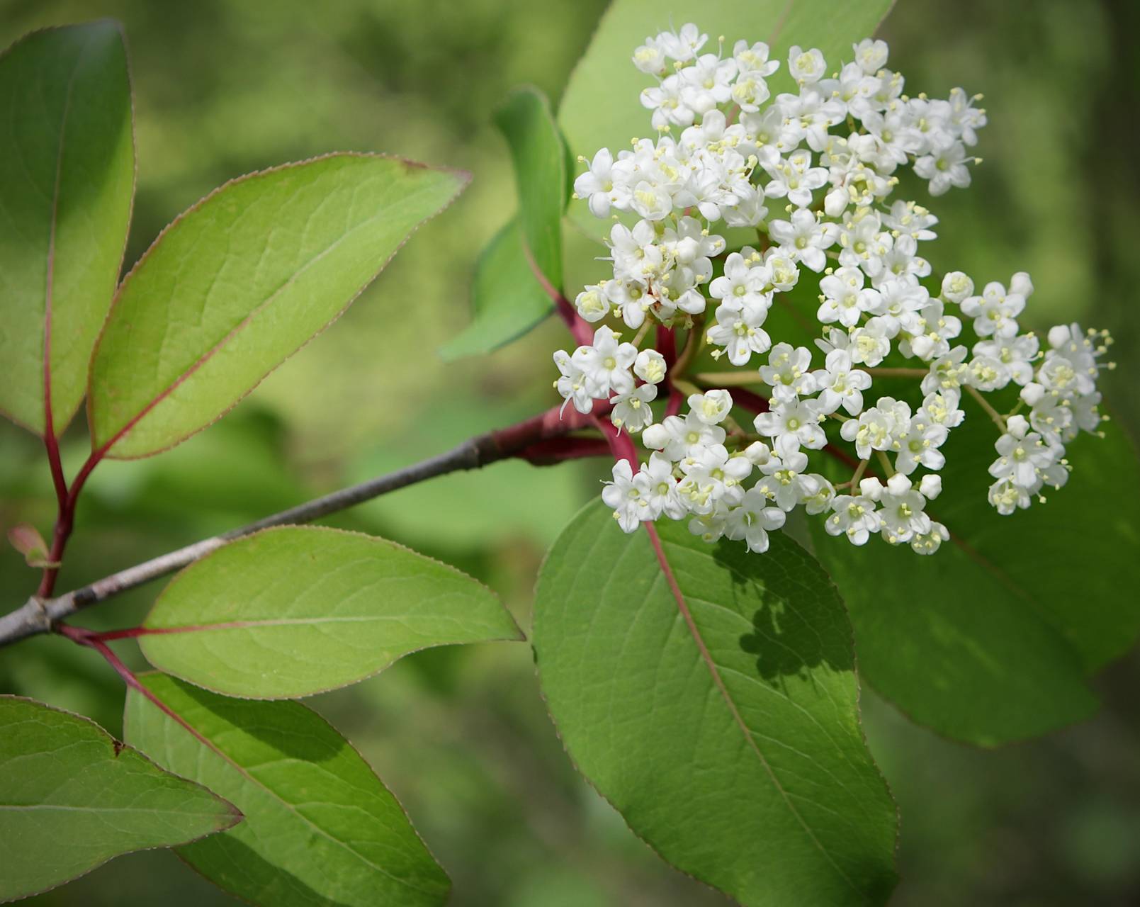 Photo of Blackhaw