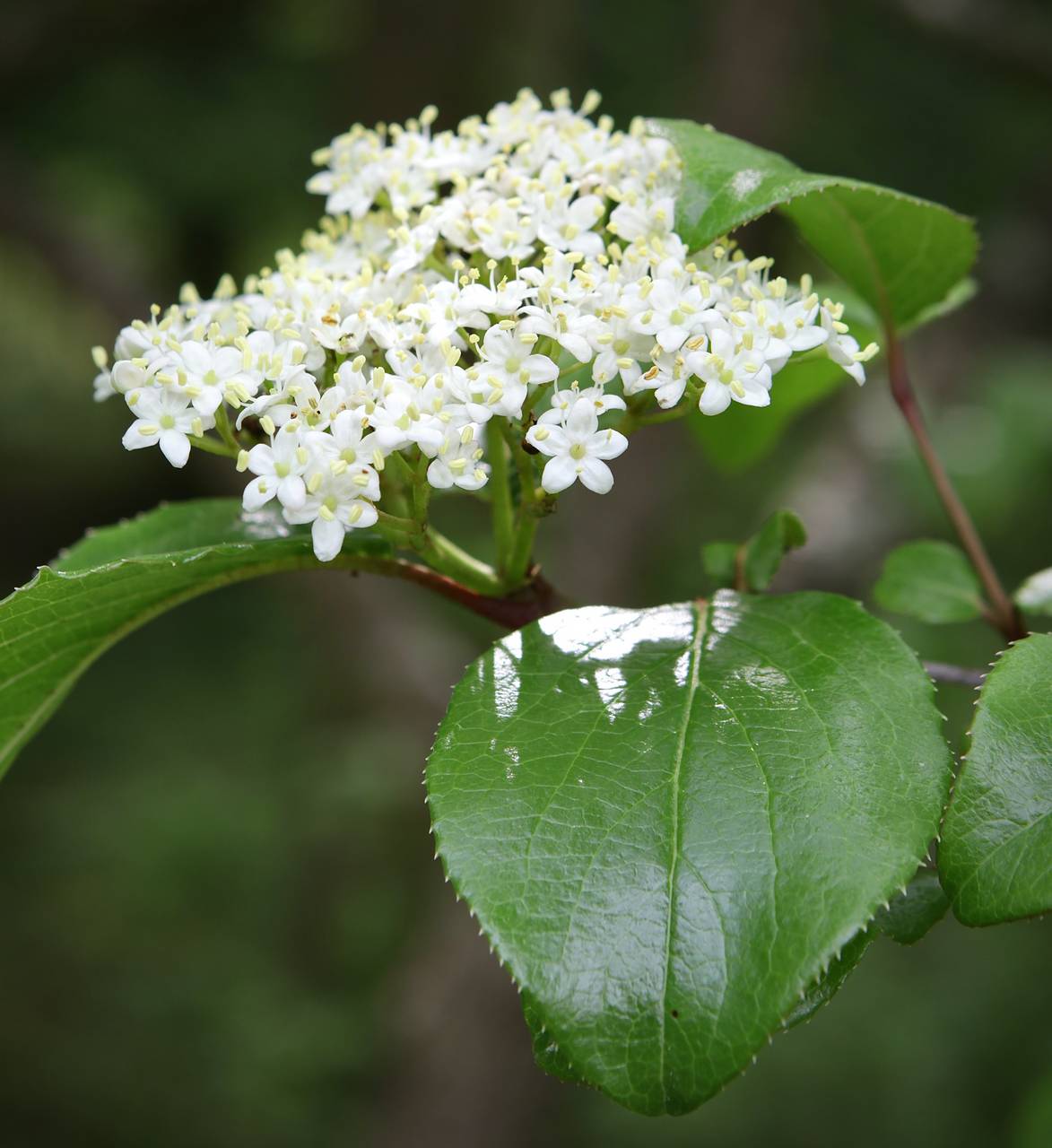 Photo of Southern Blackhaw