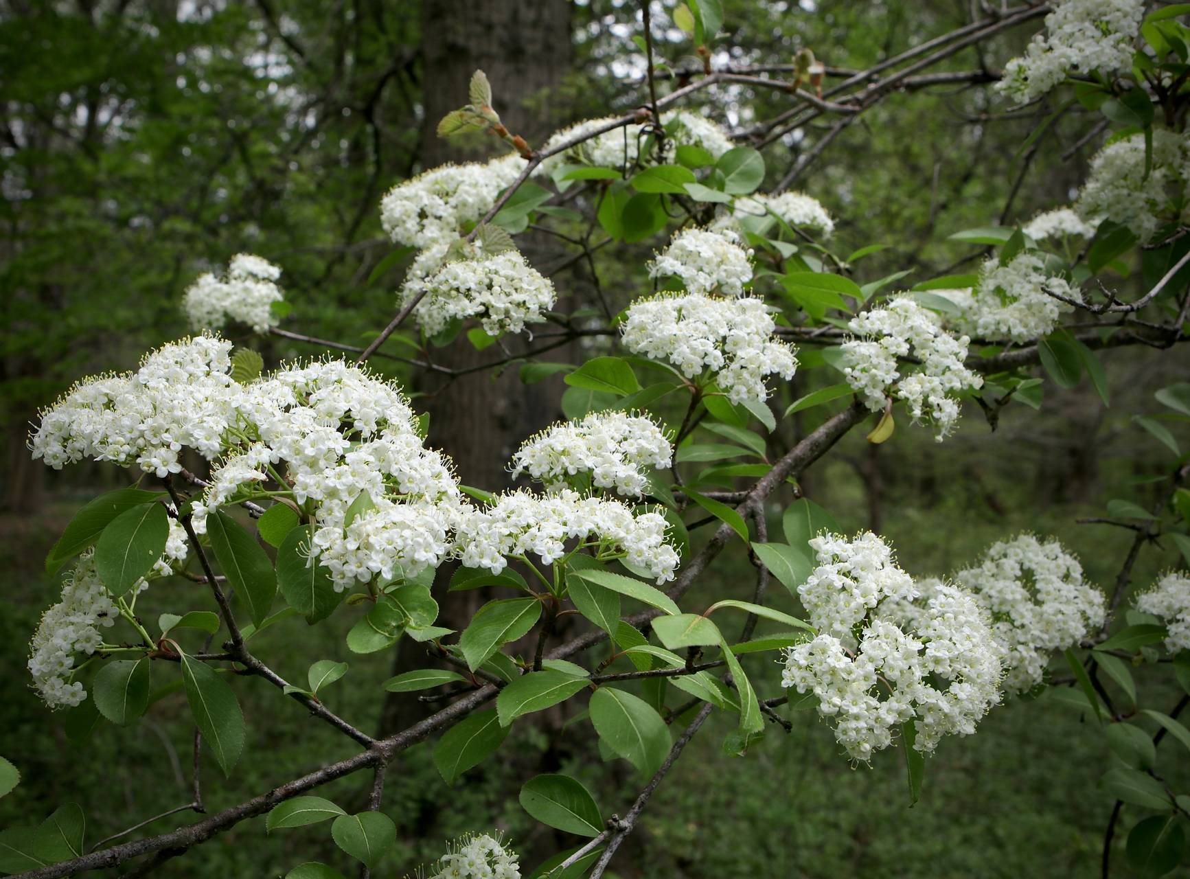 Photo of Southern Blackhaw