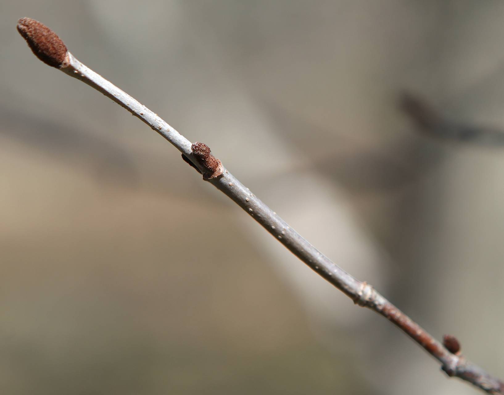 Photo of Southern Blackhaw