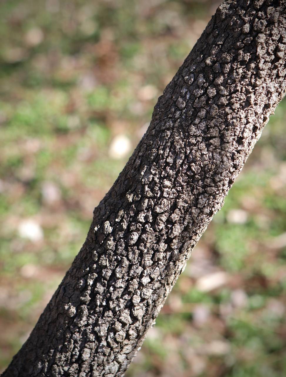 Photo of Southern Blackhaw