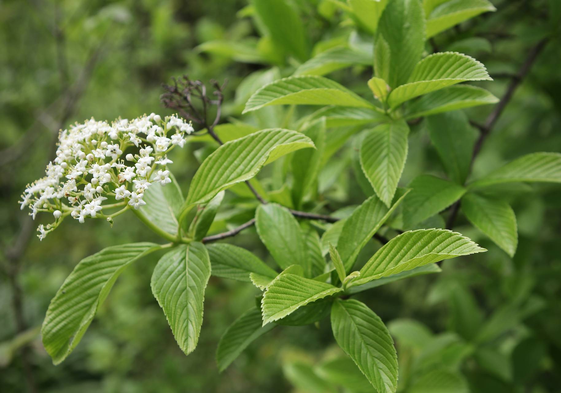 Photo of Siebold Viburnum