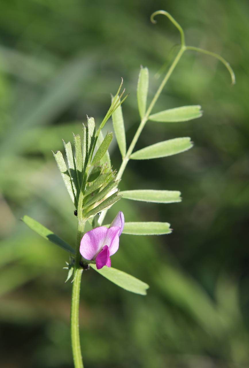 Photo of Narrow-Leaved Vetch