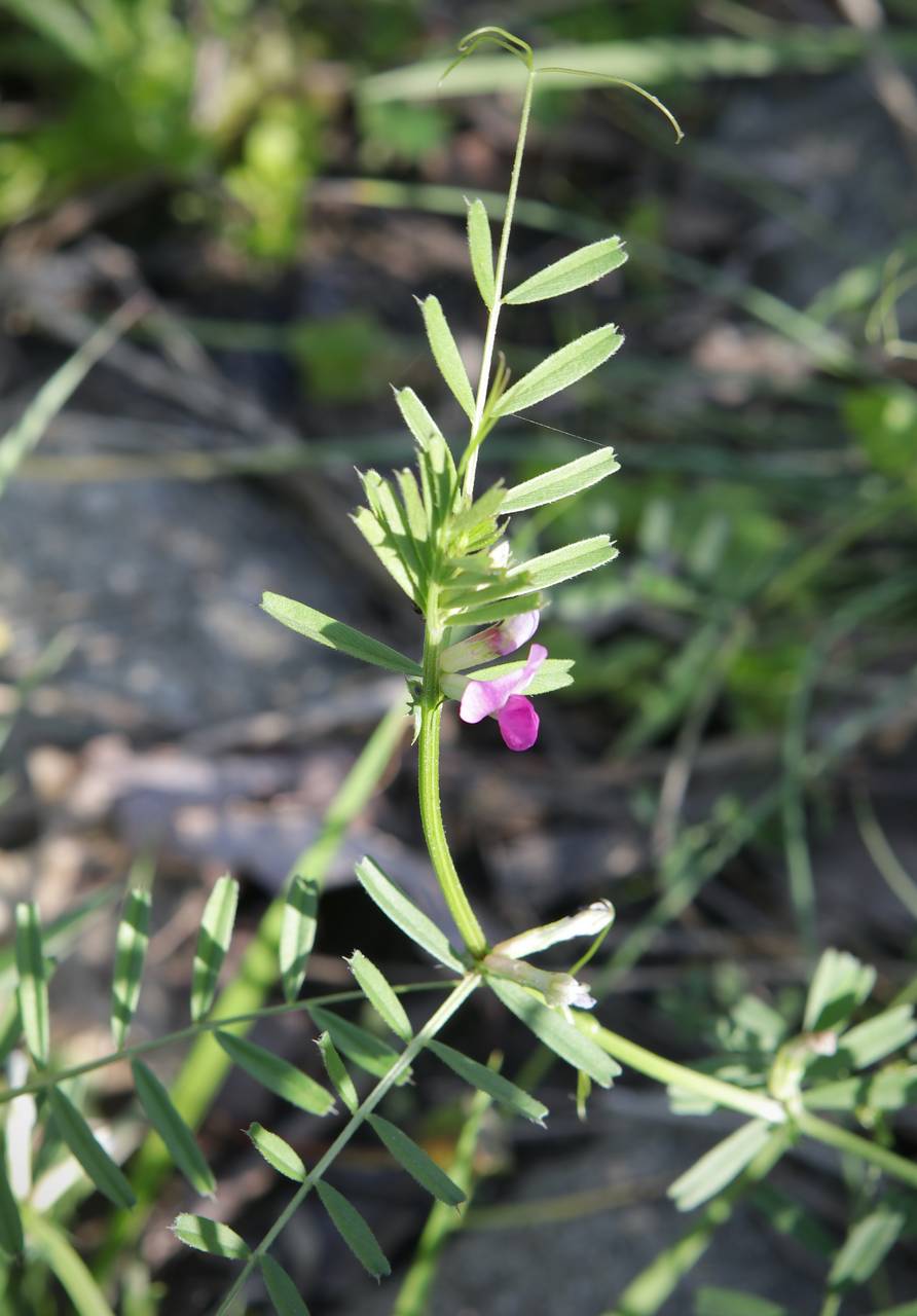 Photo of Narrow-Leaved Vetch