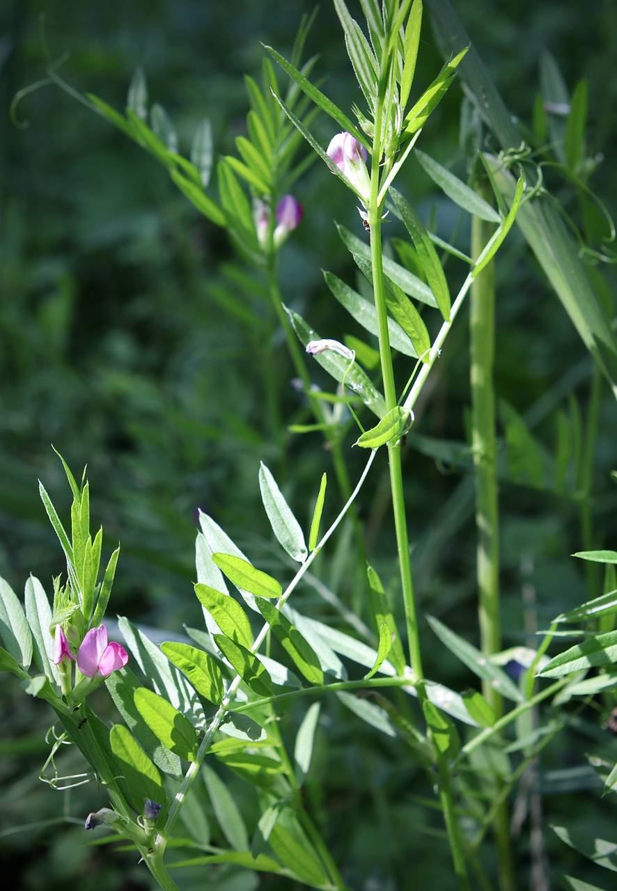 Photo of Narrow-Leaved Vetch