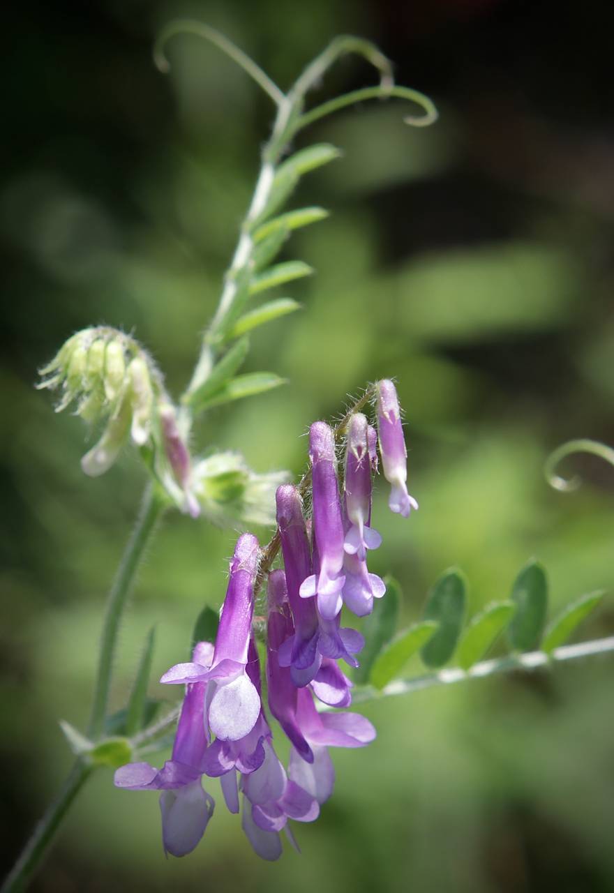 Photo of Hairy Vetch