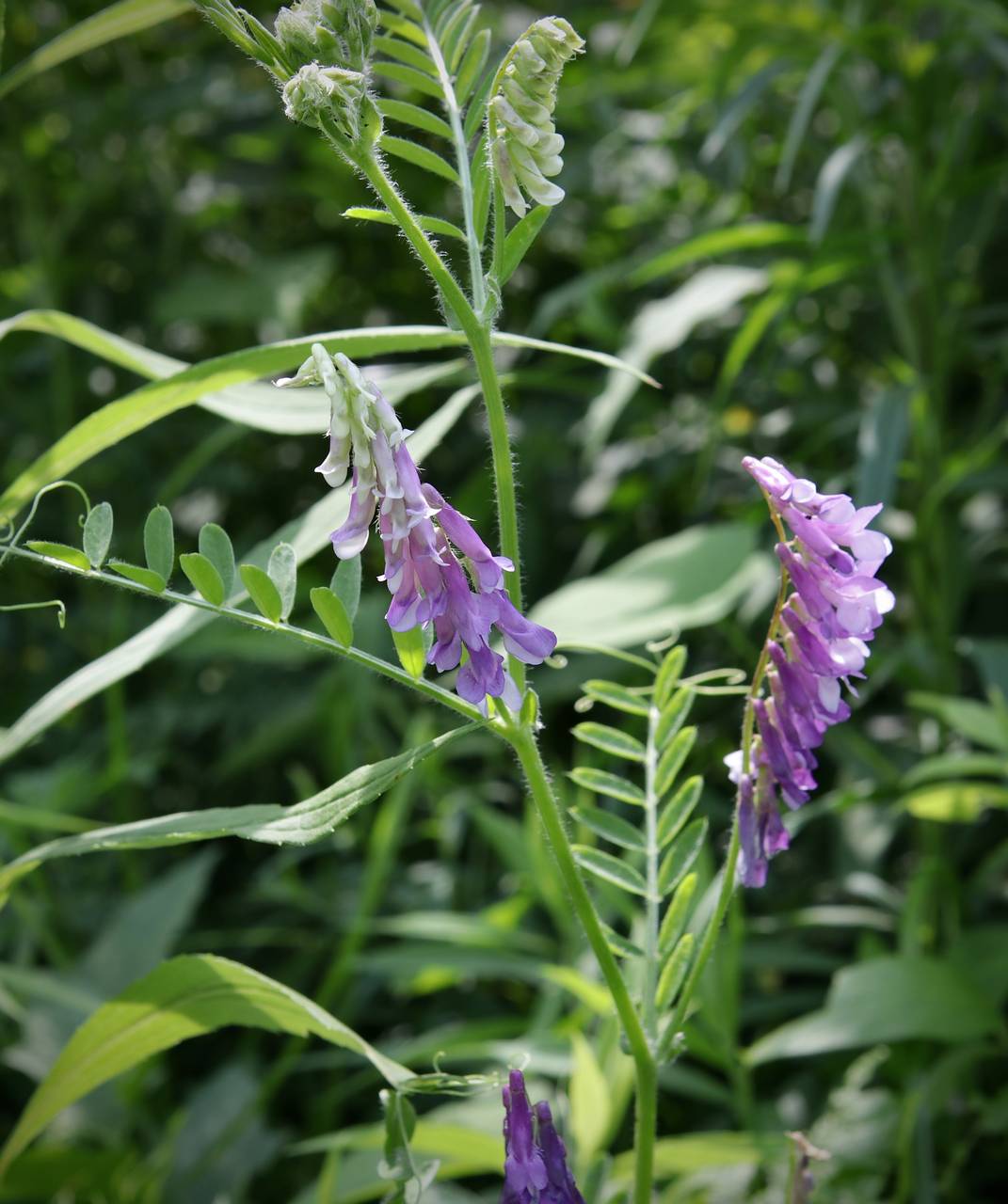 Photo of Hairy Vetch