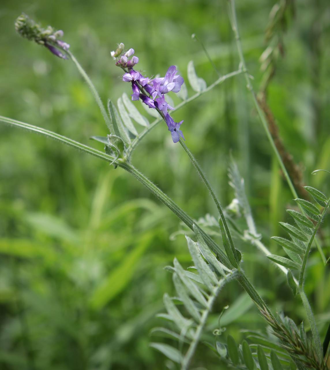 Photo of Hairy Vetch