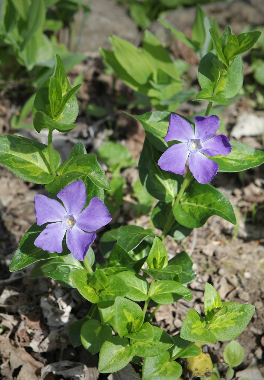 Photo of Greater Periwinkle