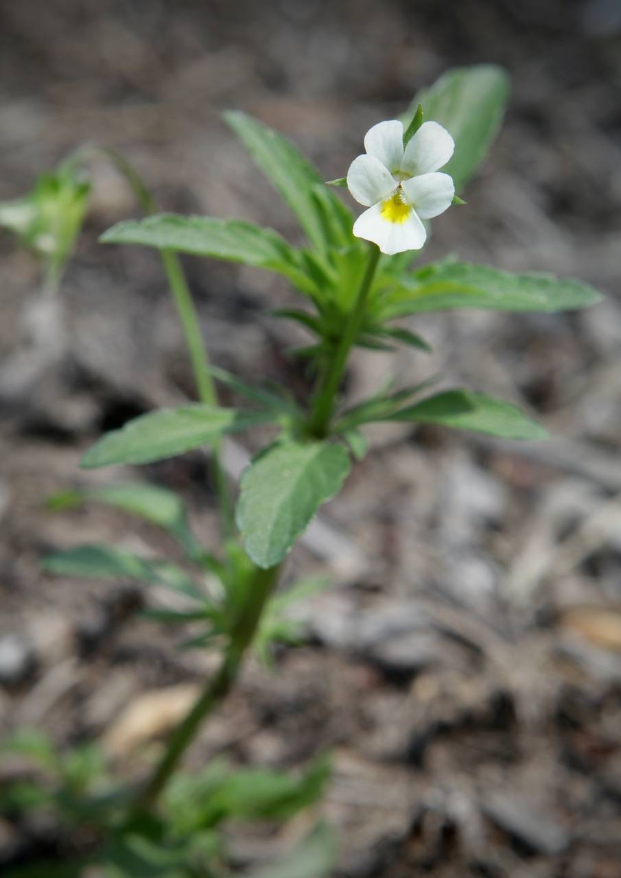 Photo of European Field Pansy