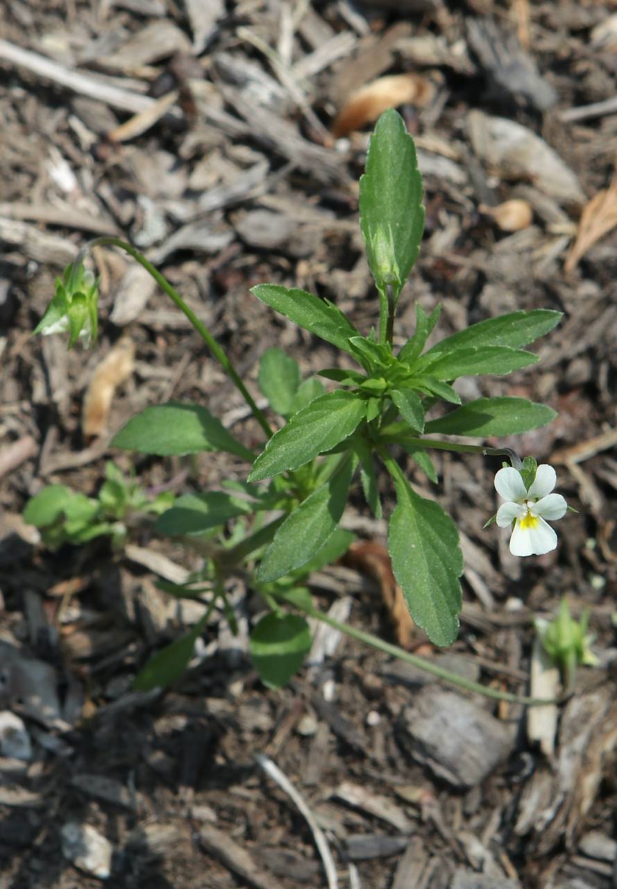 Photo of European Field Pansy