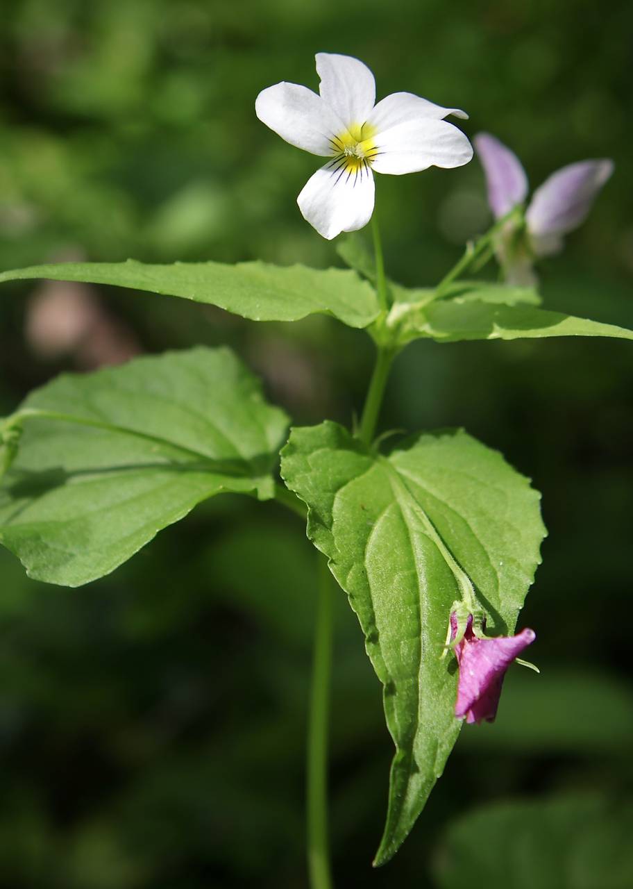 Photo of Canadian White Violet