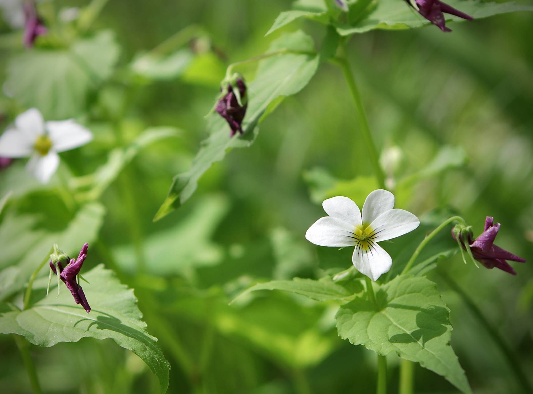 Photo of Canadian White Violet