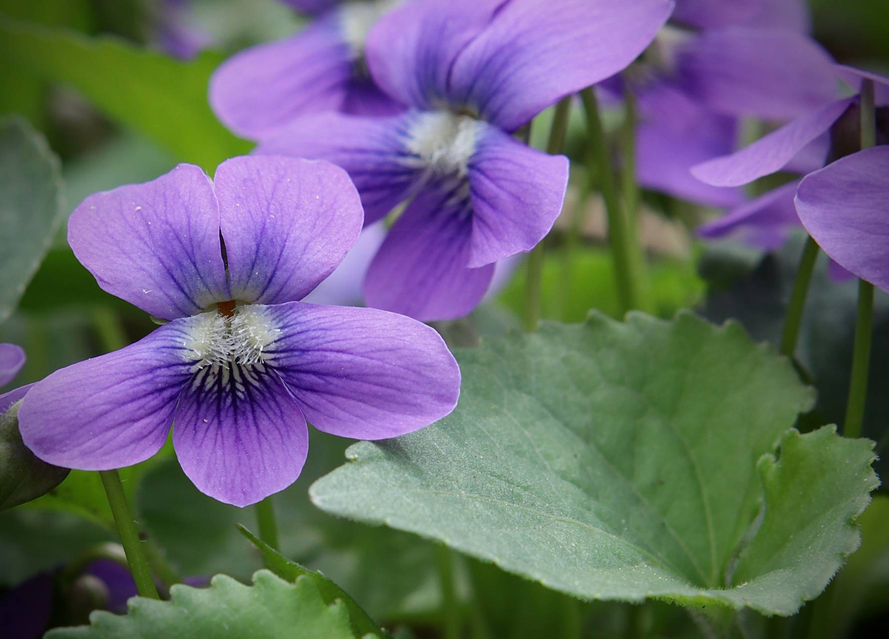 Photo of Common Blue Violet