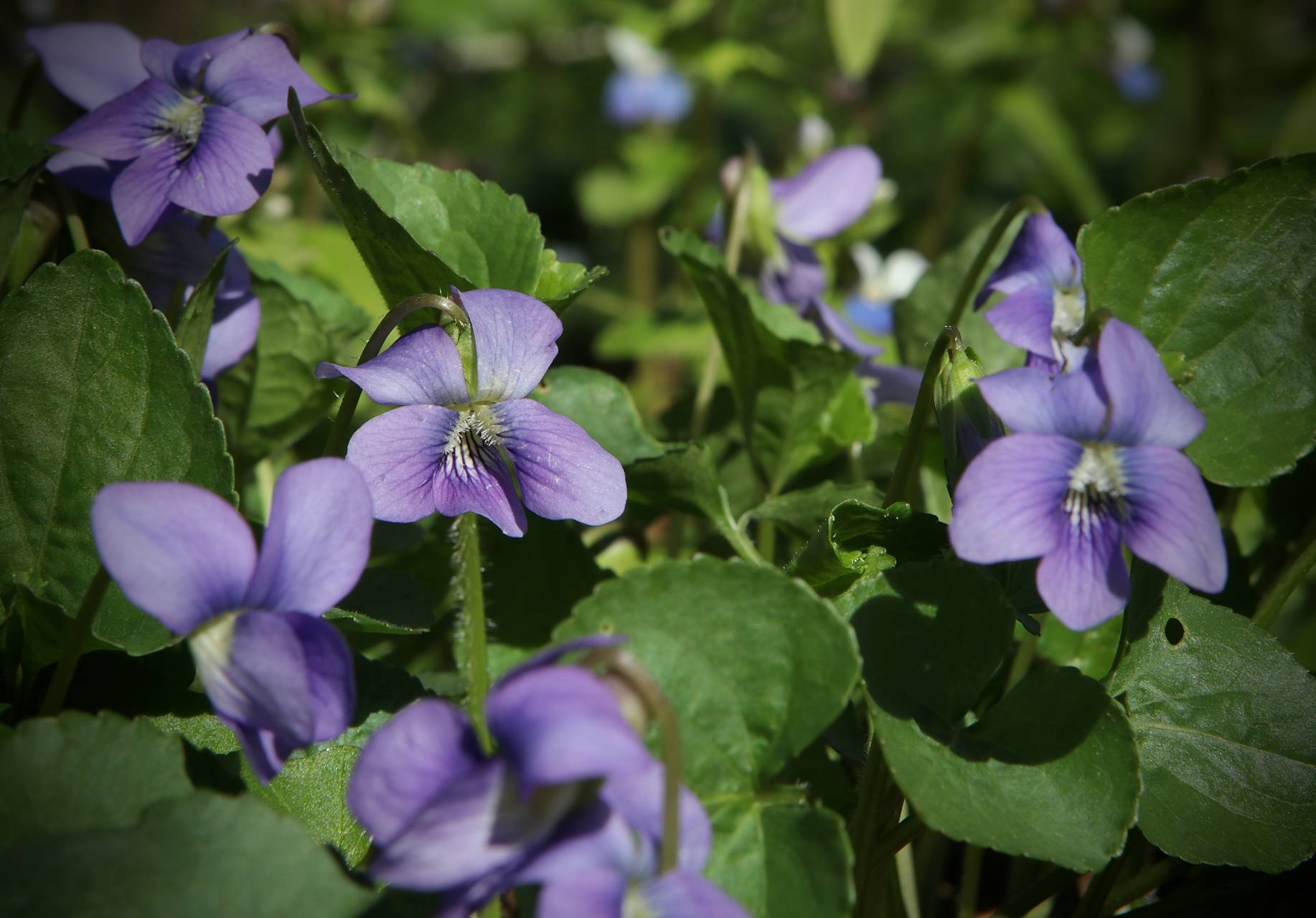 Photo of Common Blue Violet