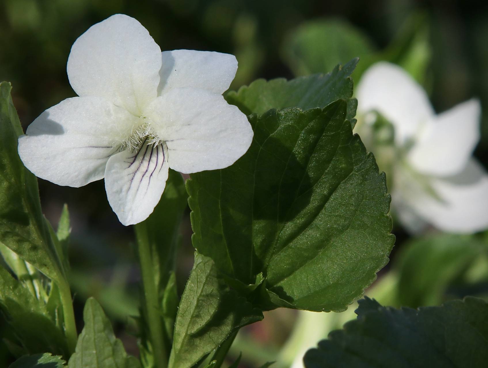 Photo of Striped Cream Violet